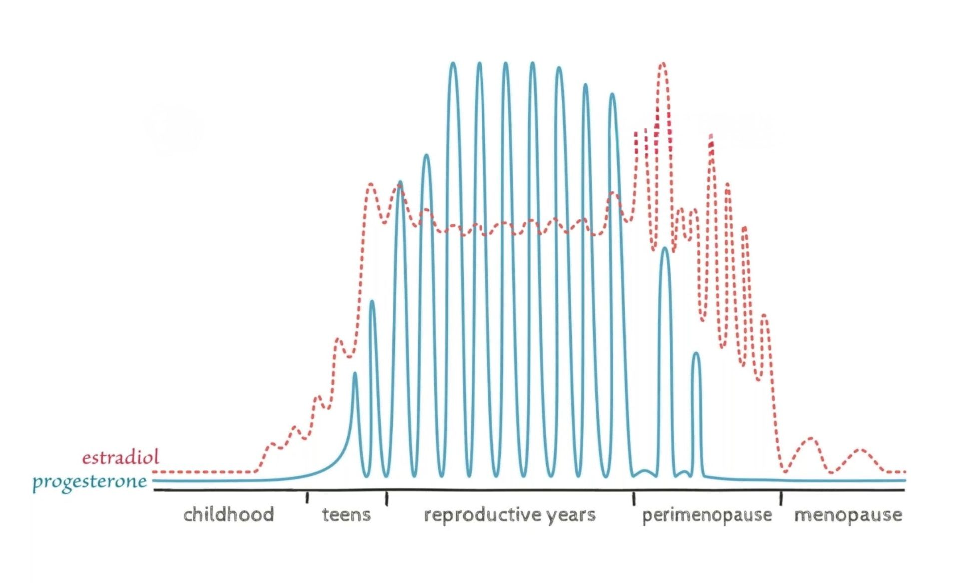 Womens hormones lifetime